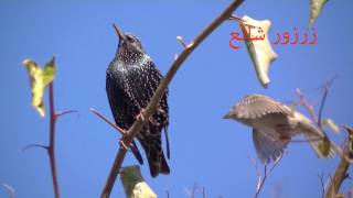 احنا مراقبو طيور  דפנה דורי - אנחנו צפרים - Dafna Dori