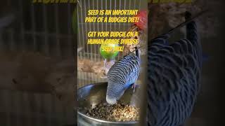 Budgie Seed Mix #budgie #parrot #parrotfeather