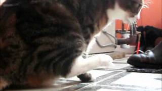 tape on cats paws experiment