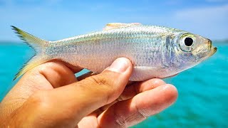 Fishing with Live Pilchards to Catch Mangrove Island Snook