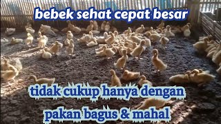 beternak tidak cukup hanya dengan pakan bagus dan mahal!!