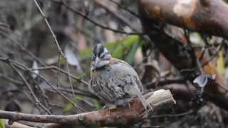 Rufous-collared Sparrow (Zonotrichia capensis). Birdwatching Costa Rica