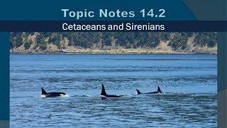 Topic Notes 14.2 -  Cetaceans and Sirenians