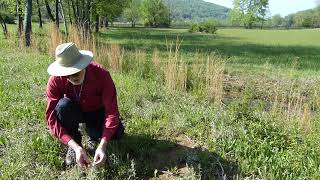 Lawns & Meadows: Purple Cudweed