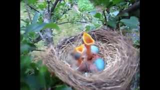 Baby birds - Baby birds playing around