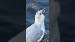 Ring-billed gull eating an ochre sea star #wildlife #canada #gull #goéland