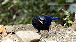 blue whistling thrush