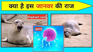 elephant seal दुनिया का सबसे अजीव जानवर 😱 facts about animals