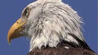 Amazing Encounter With Bald Eagle