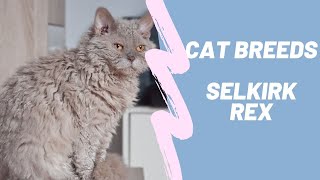 SELKIRK REX - CAT BREEDS