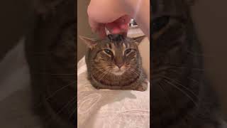 Cat enjoys a head massage