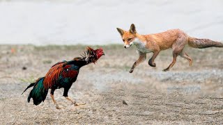 This fox regretted attacking the rooster! Birds of Prey in the Case ...