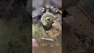 Dog went under the house #viral #trending #shortsvideo