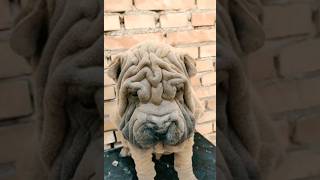 Brain Face Dog Pet #shorts