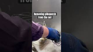 How to remove the fish from net #fishing #yt #shortvideo #shortsfeed #shorts #ytshorts #fiske  #yt