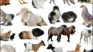 baby animals