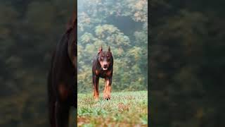 Doberman Pinscher, Doberman Playing, Dog Playing Fetch, European Doberman, Brown Doberman, Doby