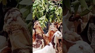 রাজস্থানের ছাগলের মেলা।8509522699 #goatfarming #farming #farmingwestbengal #trending #viralshorts