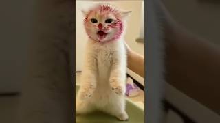 Sangat menggemaskan #cat #funny #cute #catlover