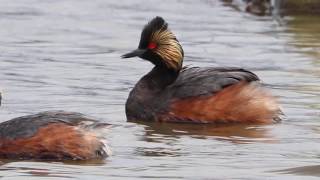 Eared Grebes Swimming