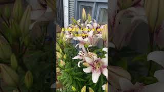 #shortsvideo  #flowers #lily #lilies