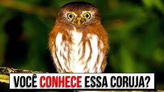 DUVIDO QUE VOCÊ CONHEÇA ALGUNS DELES! 10 animais já extintos no Brasil!