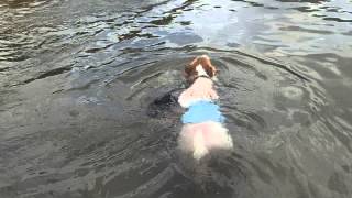 Dogs fun day at beach