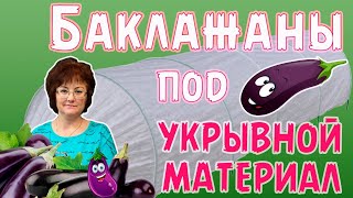 ПОСАДКА БАКЛАЖАН под укрывной материал.