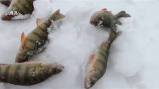 Pêche sur glace - Ice fishing