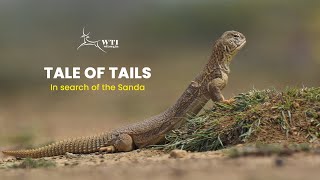 Tale of Tails | In search of the Sanda | Indian spiny-tailed lizard | Kachchh, Gujarat