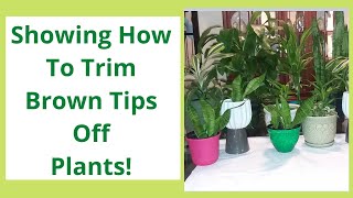 How To Remove Brown Leaf Tips (Dracaena Plants) |Clean Leaves | How To Mist Your Plants  Epi 3