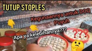 Empat Tips Penting Merawat Anak Puyuh (DOQ) Umur 0 - 10 Hari, Supaya Terhindar Kematian Massal DOQ