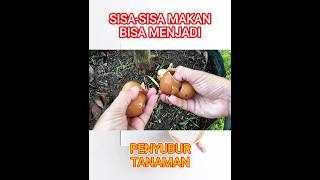 Baru tau sisa-sisa makanan bisa menyuburkan tanaman