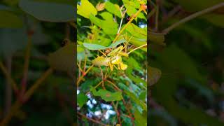 (19) [자막] 넓적배사마귀를 잡아먹는 넓적배사마귀 ハラビロカマキリの共食い Praying Mantis eating a Praying Mantis