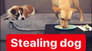 Stealing dog ​​caught on the camera.#shorts #funny dogs #viral #puppy