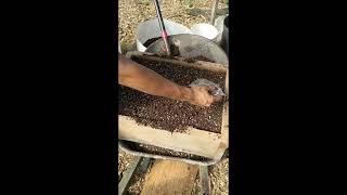 Sowing Chinquapin Chestnuts in the Fall