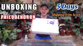 Unboxing Philodendron Plant