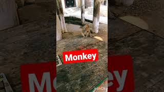 honge tere bade chahne wale ashik hum sa kaha monkey orange #monkey #monkeys