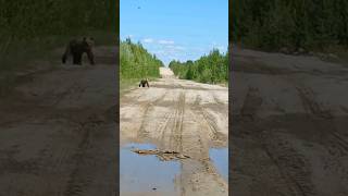 Медведей стало больше чем зайцев #медведь #bear