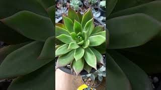 Echeveria Estrela – Echeverias van Kampen