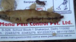 Termite Treatment Company in India 91 - 9811191551