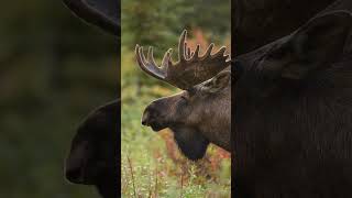 Rainy day feeling #moose #photography #alaska #nature