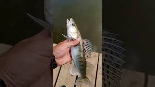 zander fishing, cach release