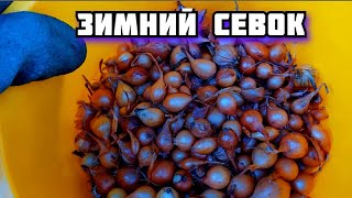 Лук севок сажаю осенью под зиму  Весной будет ранний урожай