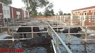 Buffalo bulls enjoying in water pond | سانڈ پانی کے تالاب میں نہاتے ھوے