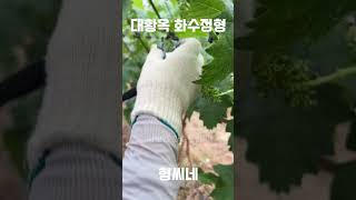 사보텐 화수정형기 #shorts