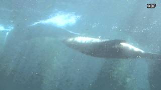 Brown Fur Seal (Arctocephalus pusillus) [HD]