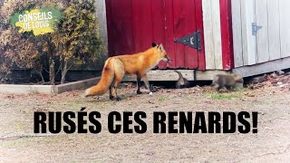 Peut-on attraper des renards? Il faut être rusé!