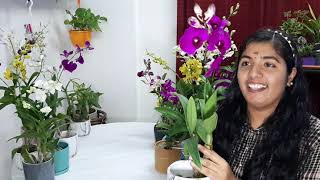 Dendrobium orchid care (malayalam)