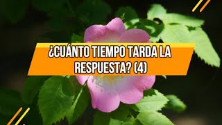 ¿Cuánto tiempo tarda la respuesta? (4) | 26 De Junio| La Buena Semilla 2024 |Meditaciones Cotidianas